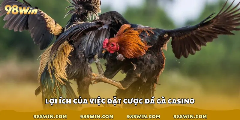 Lợi ích của việc đặt cược đá gà casino